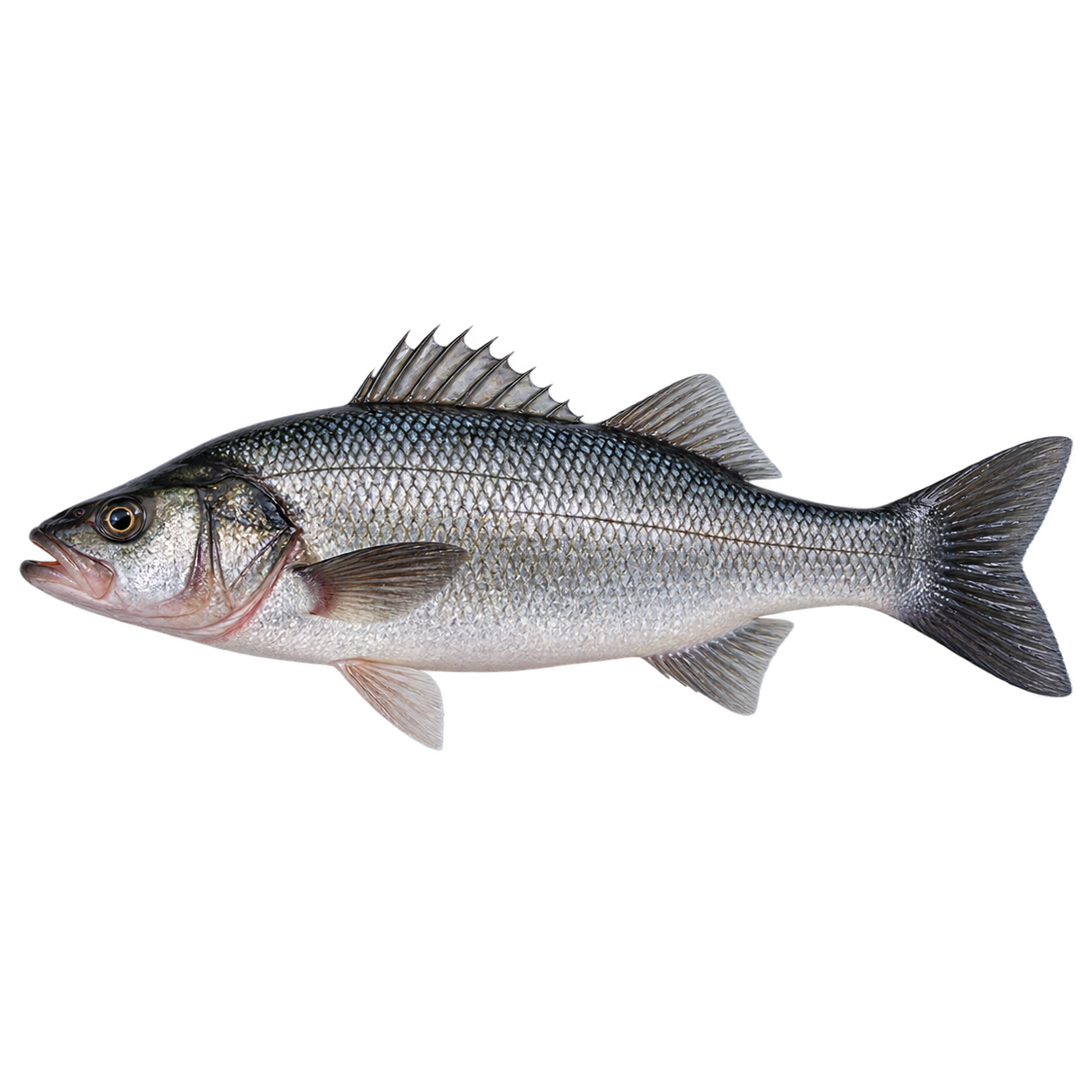 Categoría de productos del mar